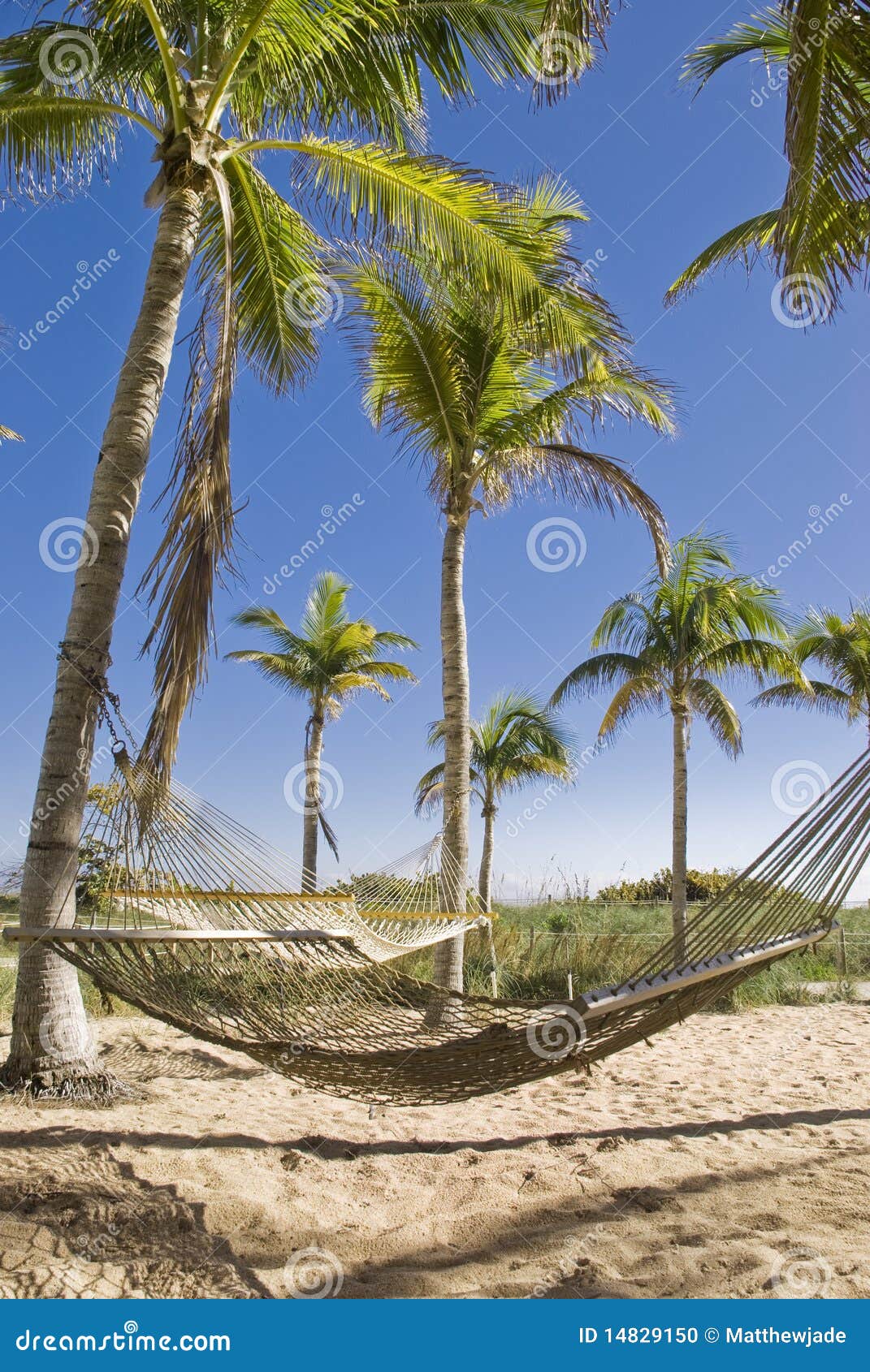 hammocks in a tropical paradise