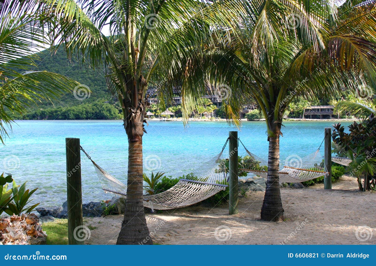 hammocks under palm trees