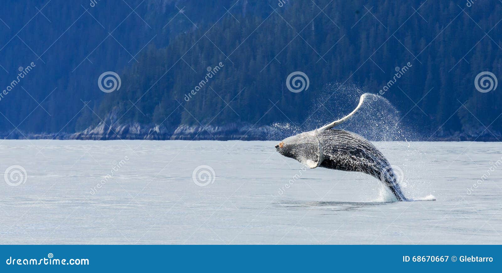 hampback whale breaching..