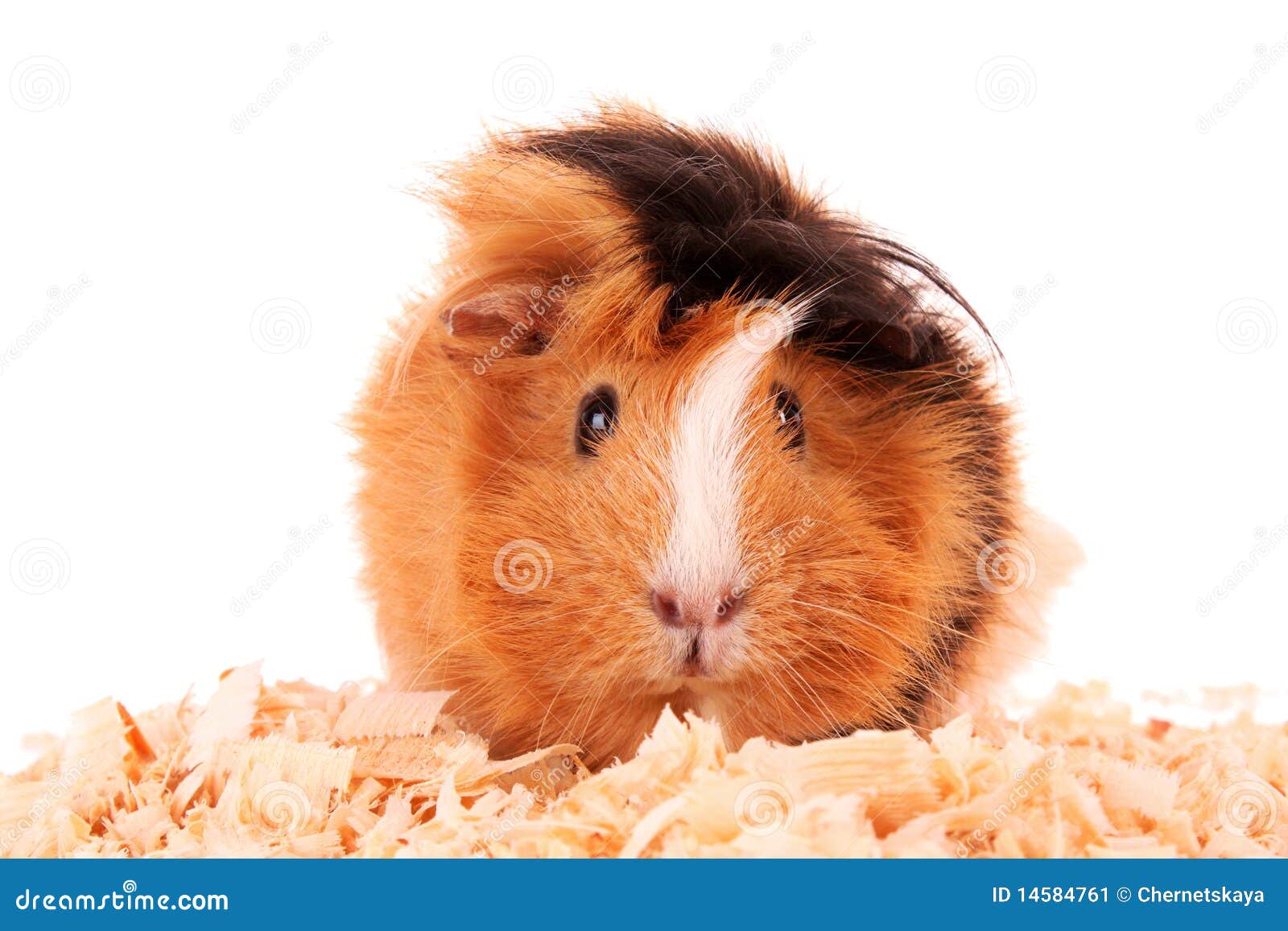 Hamster Picture 835 1000 Jpg : Rat Intact Parathormone I Pth Elisa Kit Elisa Genie : It is an ...
