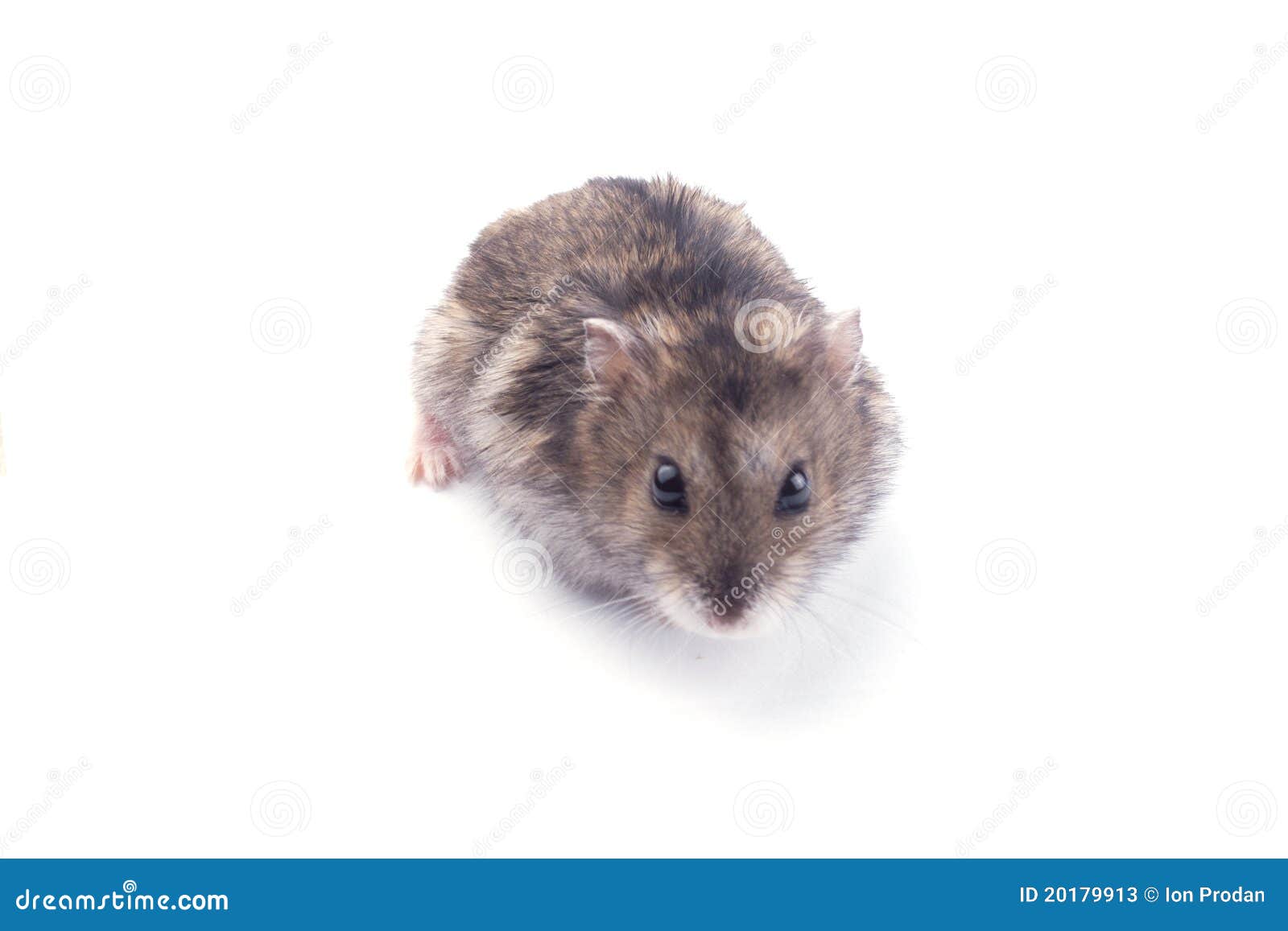 Hamster eating sunflower seeds isolated over white background.