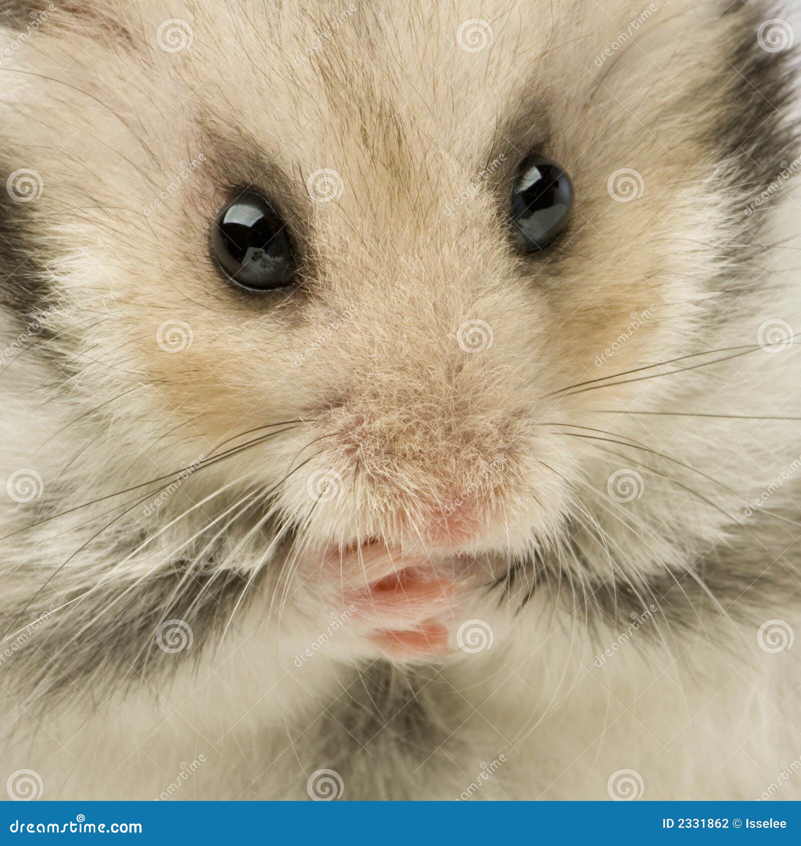 Hamster stock photo. Image of dating, looking, furry, mice
