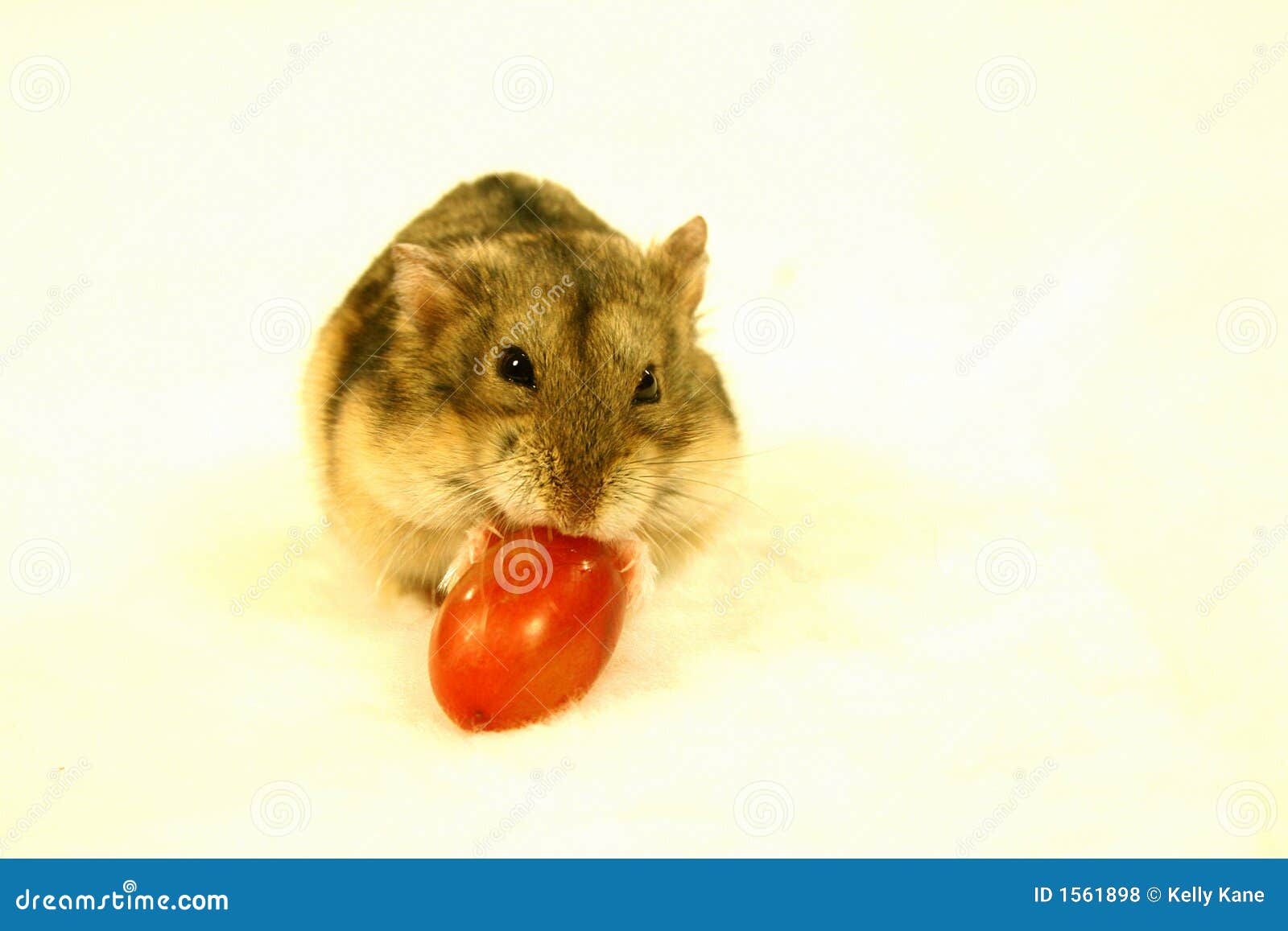 hamster tomato