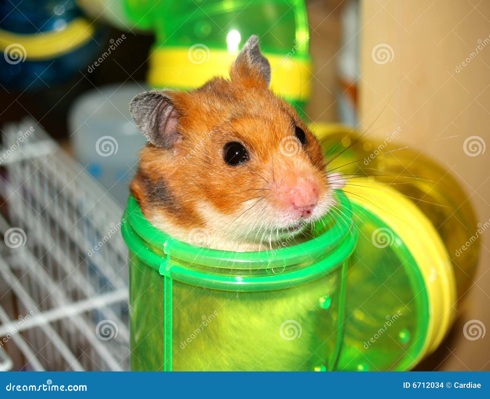hamster in tube