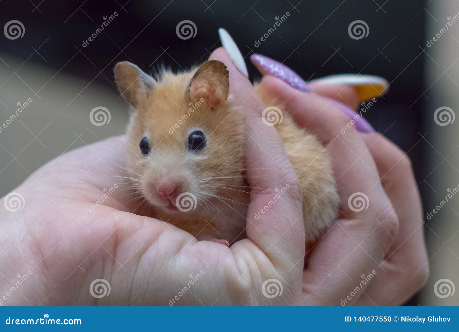 Hamster In The Arms Of An Adult Girl Stock Photo Image Of Surgut Skate Hamster In The Arms Of An Adult Girl Stock Photo Image Of Surgut Skate