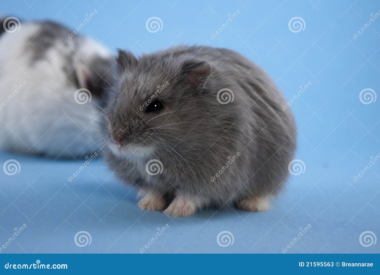 656 Fotos de Stock de Hamster Do Anão Russo - Fotos de Stock Gratuitas e  Sem Fidelização a partir da Dreamstime, image size:1600x1157
