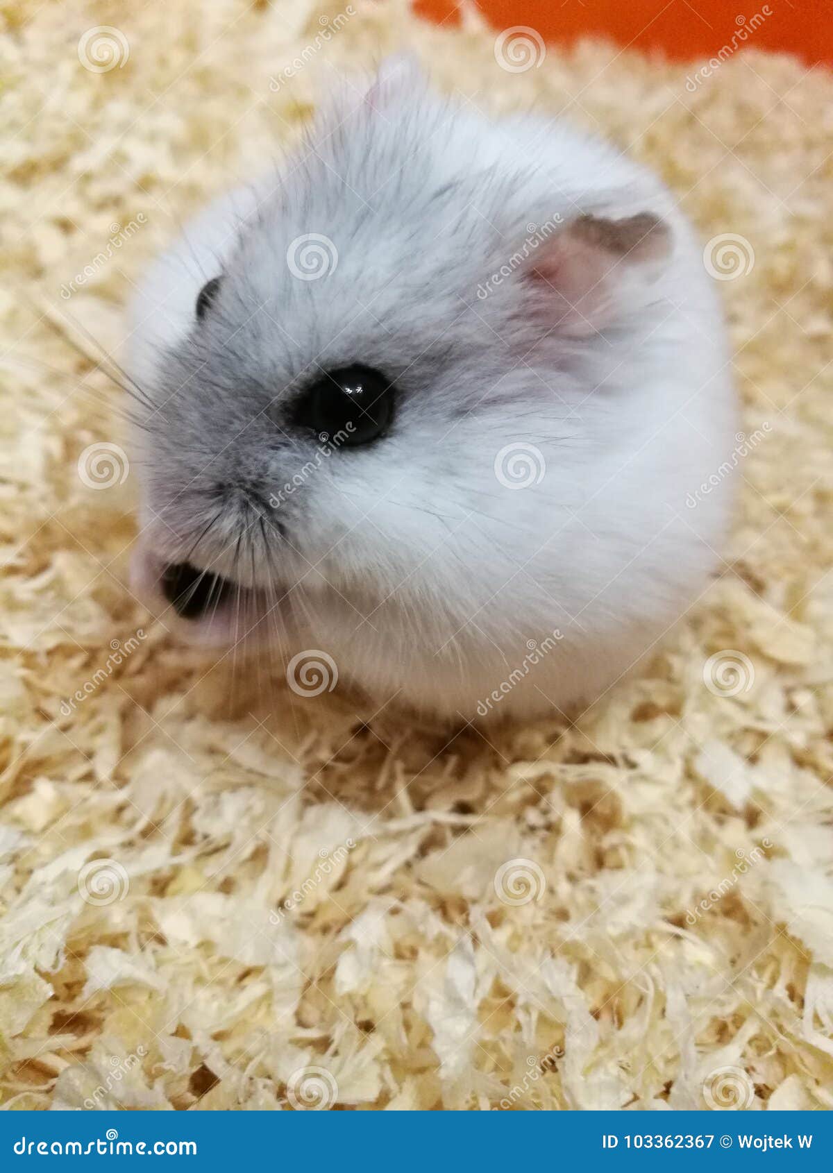 Hamster Bill image stock. Image du hamster, animal, facture 103362367