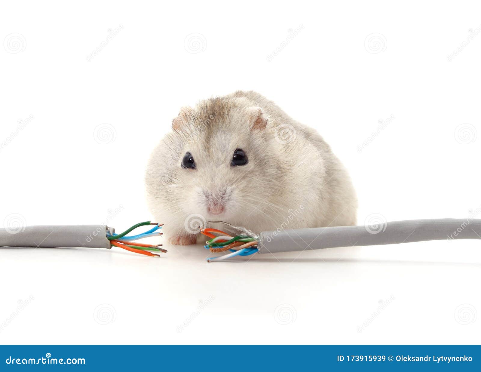 hamster wire