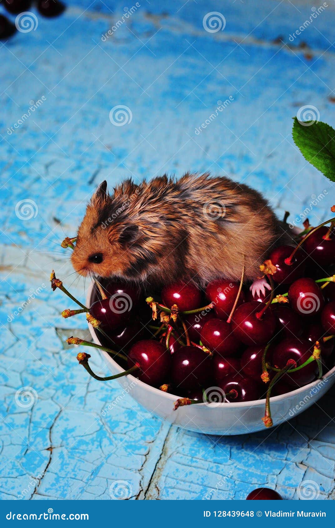 Hamster in a Bowl Eats Red Cherry Stock Photo Image of cherry