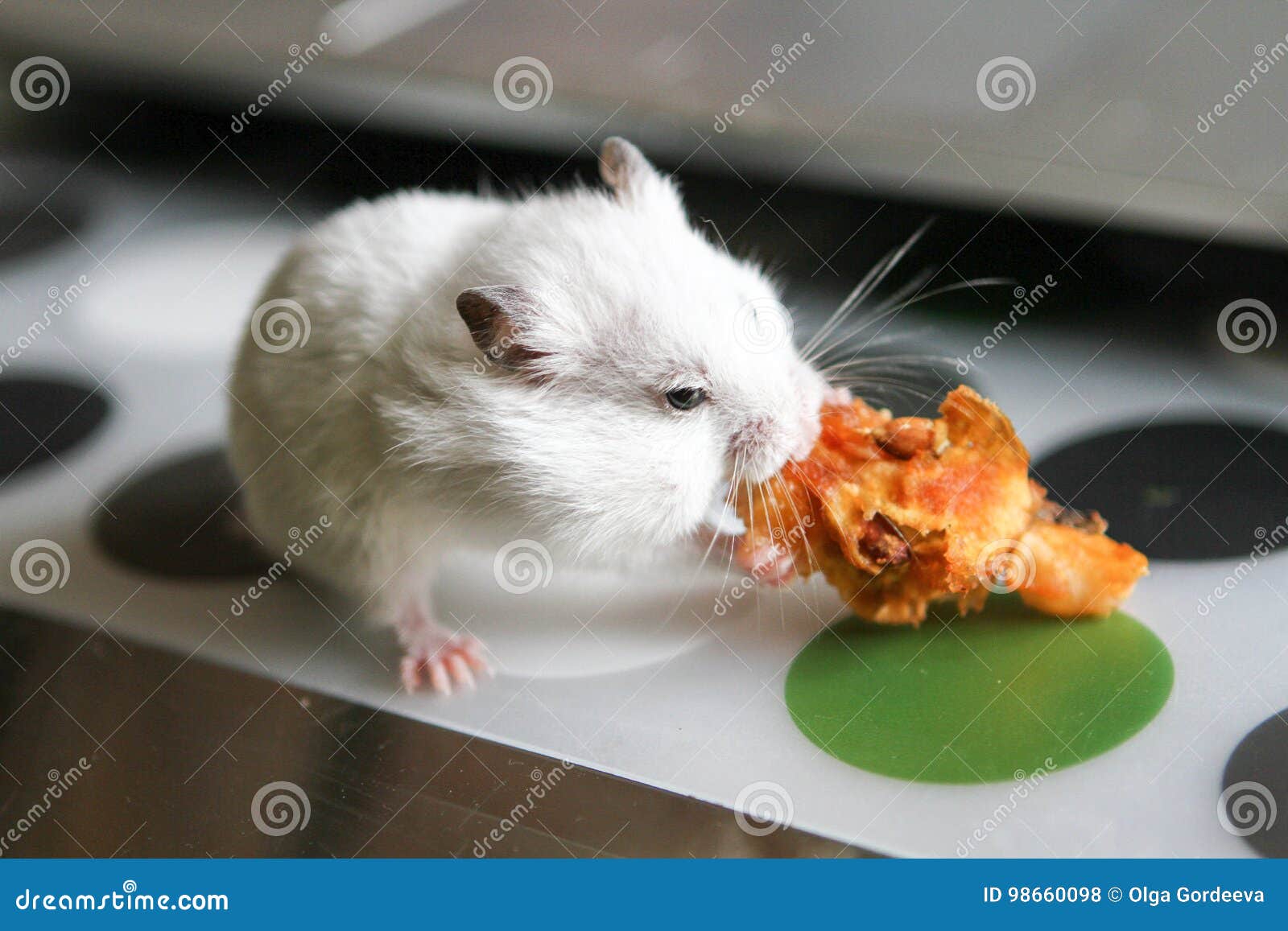 Hamster Engraçado Fundo Branco — Foto © serezniy #416618198, image size:1600x1157