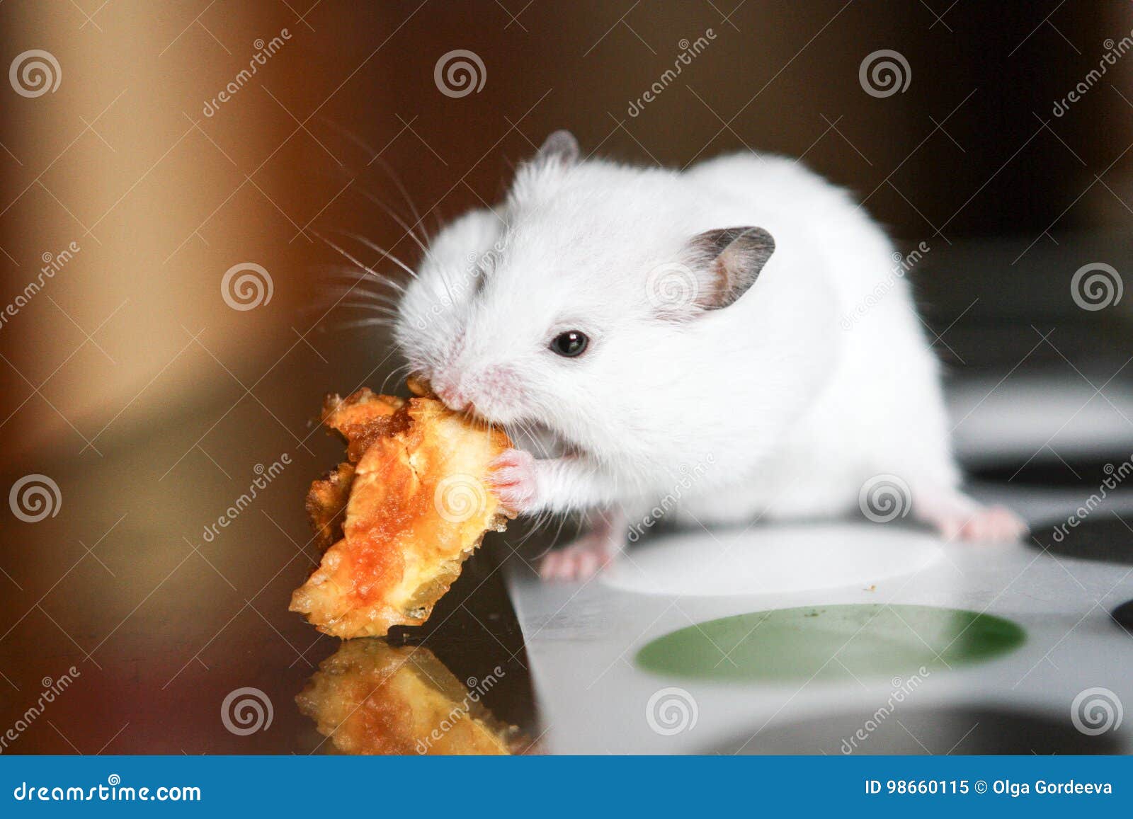 Banco de imagens : menina, branco, rato, animal, fofa, isolado, fêmea,  pele, jovem, Comida, Bicho, Macro, pequeno, Castanho, mamífero, noz,  saudável, fechar, macaco, Hamster, roedor, nariz, Bigodes, adorável, rabo,  peludo, vertebrado, engraçado,, image size:1600x1157