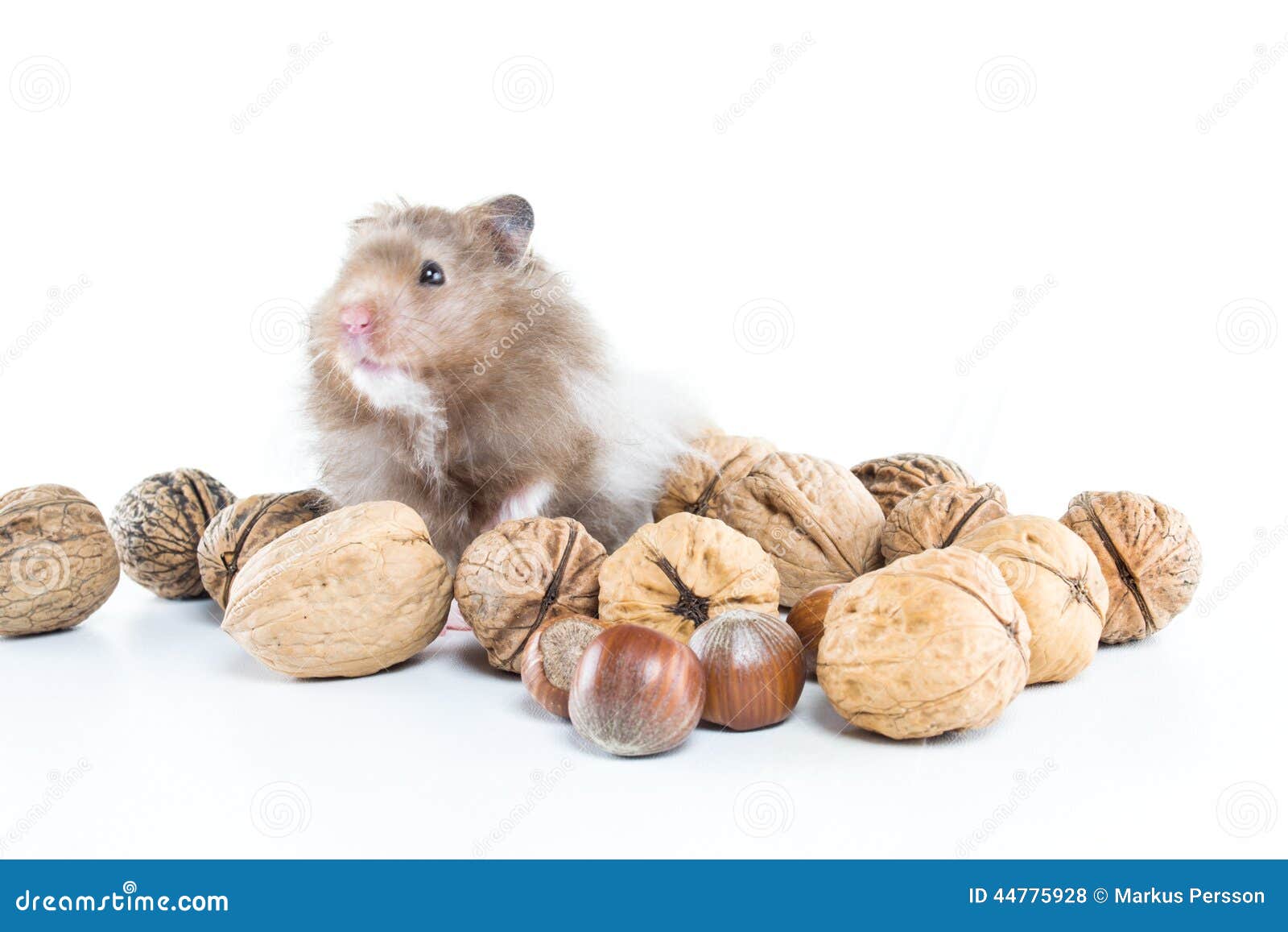 Hamster (Cricetus) With Mixed Nuts Stock Photo Image 44775928