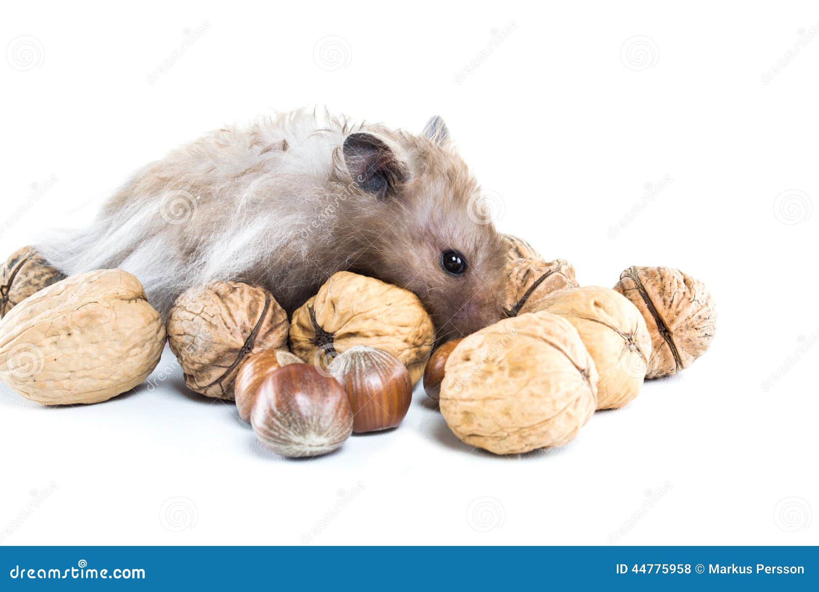 Hamster (Cricetus) with Mixed Nuts Stock Photo Image of crunchy