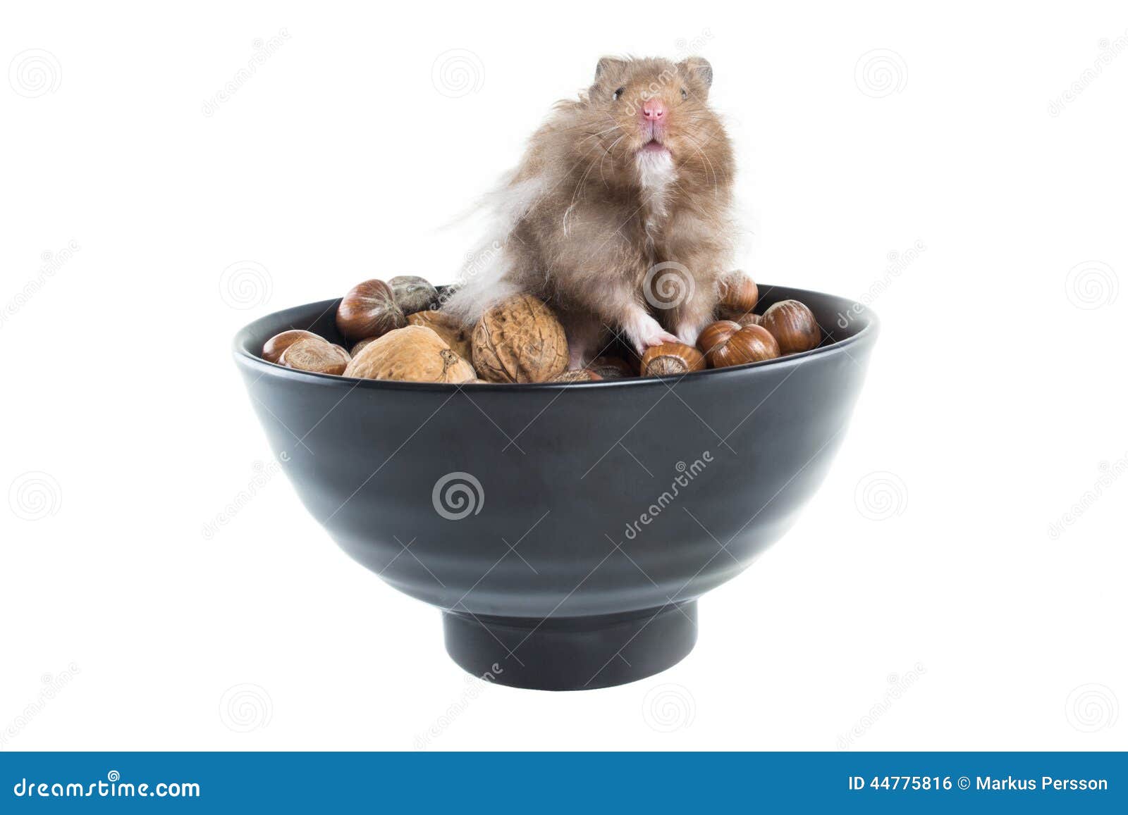 Hamster (Cricetus) with Mixed Nuts Stock Photo Image of crunchy, food
