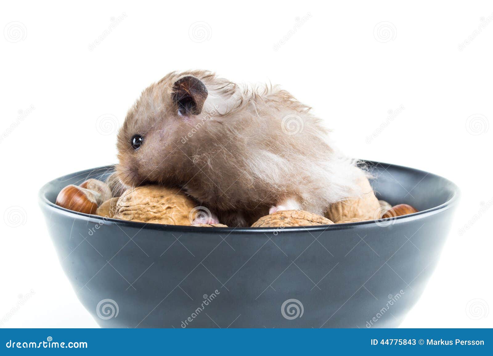 Hamster (Cricetus) with Mixed Nuts Stock Image Image of funny, close