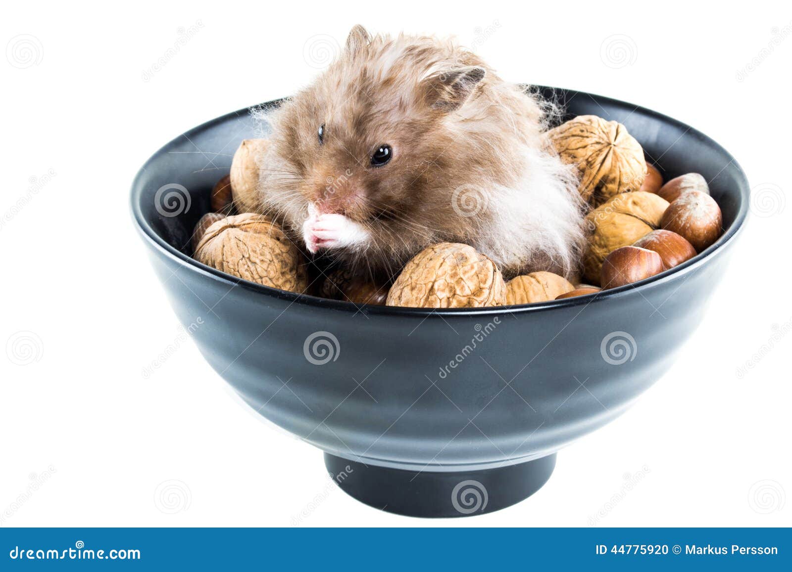 Hamster (Cricetus) with Mixed Nuts Stock Photo Image of funny, detail