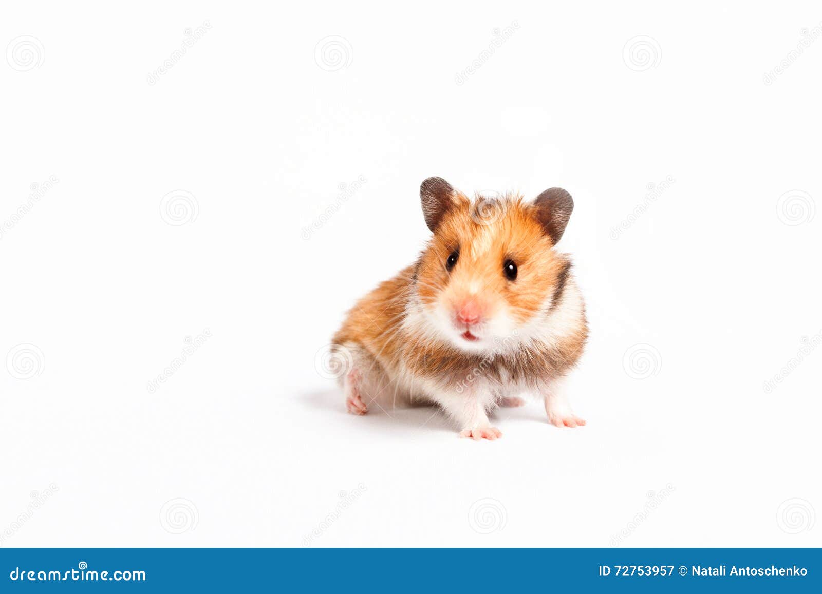 Hamster Curieux Image Stock Image Du Syrien Domestique - 