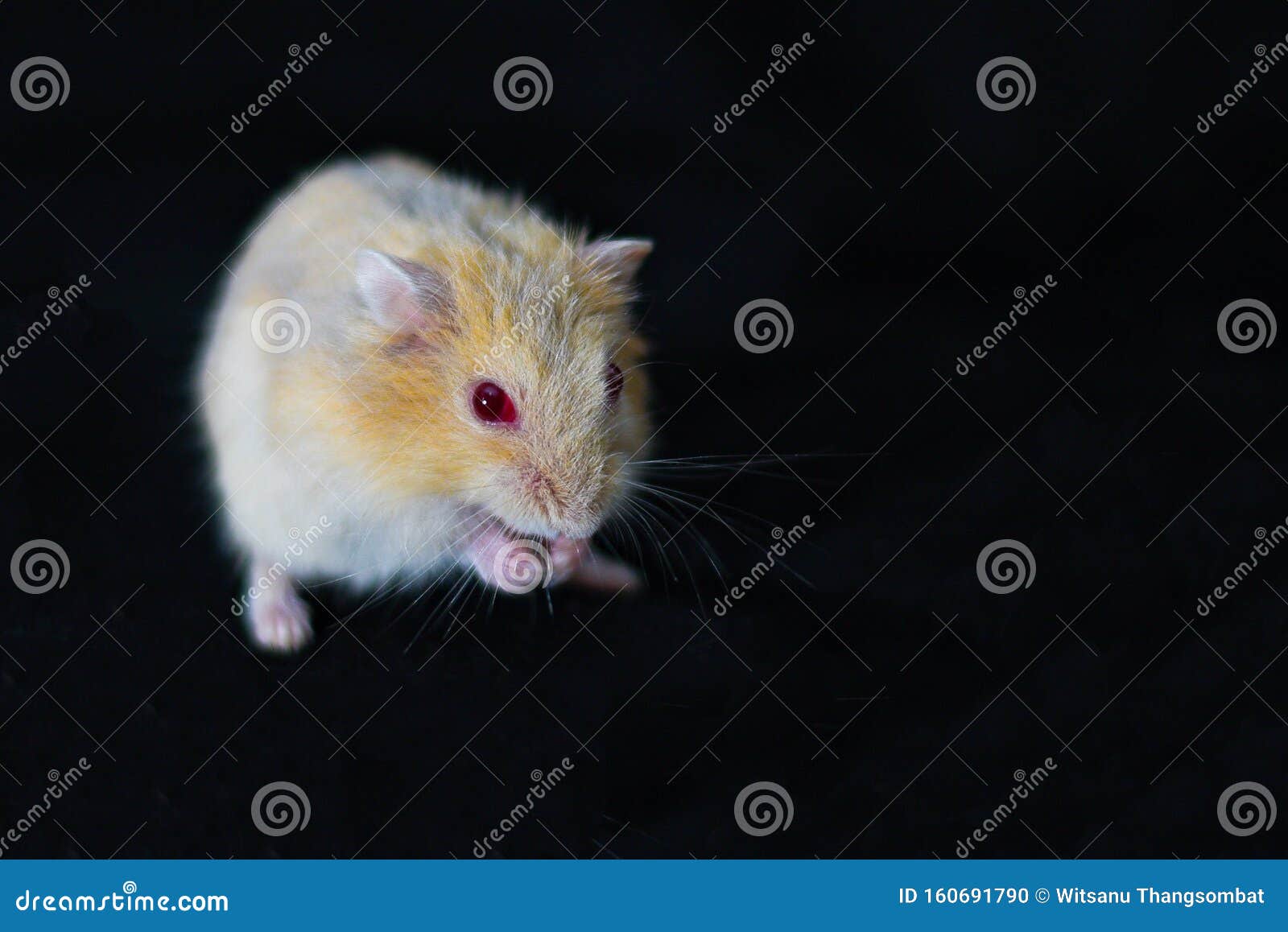 Hamster Cute Exotic Red-eyed Isolated on Black Background , Cute Funny  Syrian Hamster , Pet Health Care Stock Photo - Image of redeyed,  dzungarian: 160691790