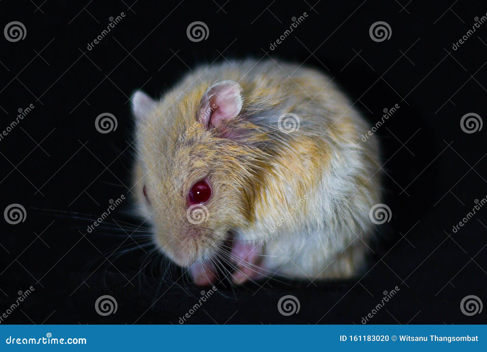Hamster Cute Exotic Red-eyed Isolated on Black Background , Cute Funny  Syrian Hamster , Pet Health Care Stock Photo - Image of syrian, exotic:  161183020