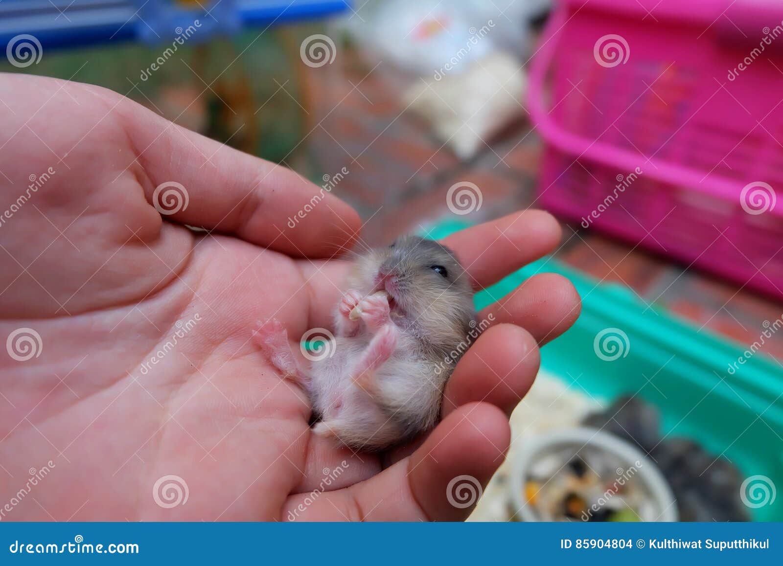 Hamster De Blanc D Hiver De Bebe Photo Stock Image Du Mais Nature Hamster De Blanc D Hiver De Bebe Photo Stock Image Du Mais Nature