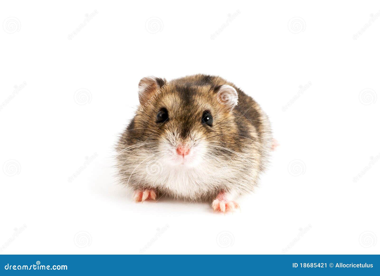 Hamster anão imagem de stock. Imagem de roedor, criceto - 18685421, image size:1600x1161