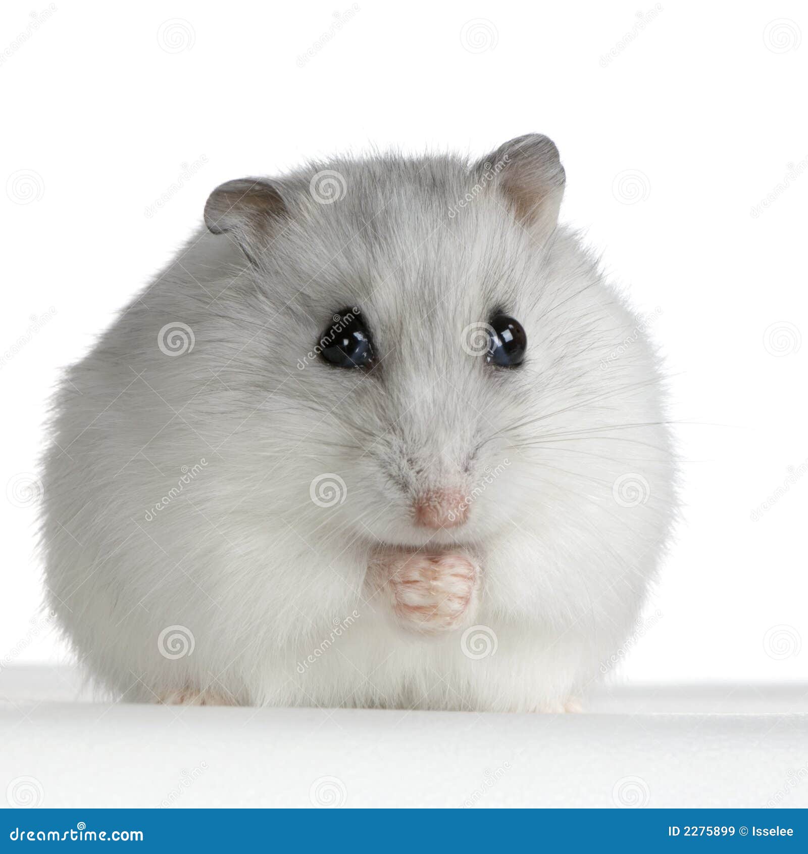 Hamster Russo imagem de stock. Imagem de olhar, inquisitivo - 2275899, image size:1600x1690