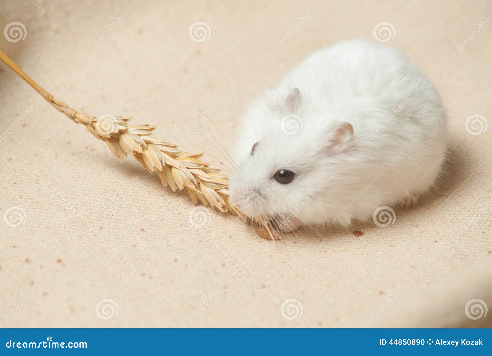 Hamster eat a seed. stock photo. Image of close, biting 44850890