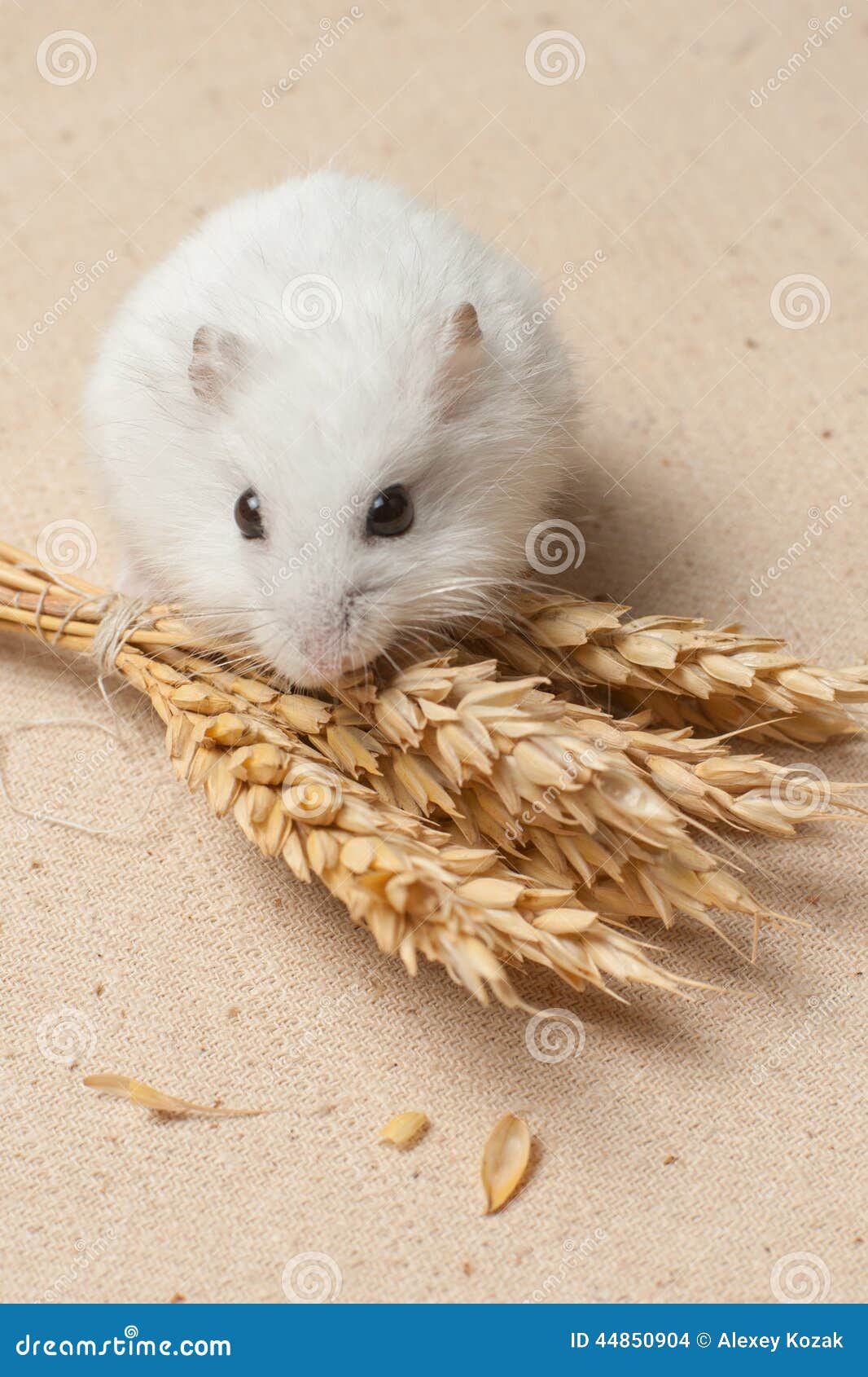 Hamster eat a seed. stock photo. Image of close, male 44850904