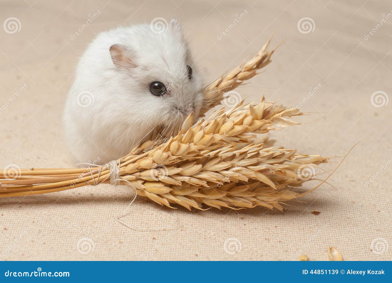 Hamster eat a seed. stock image. Image of domestic, hairy 44851139