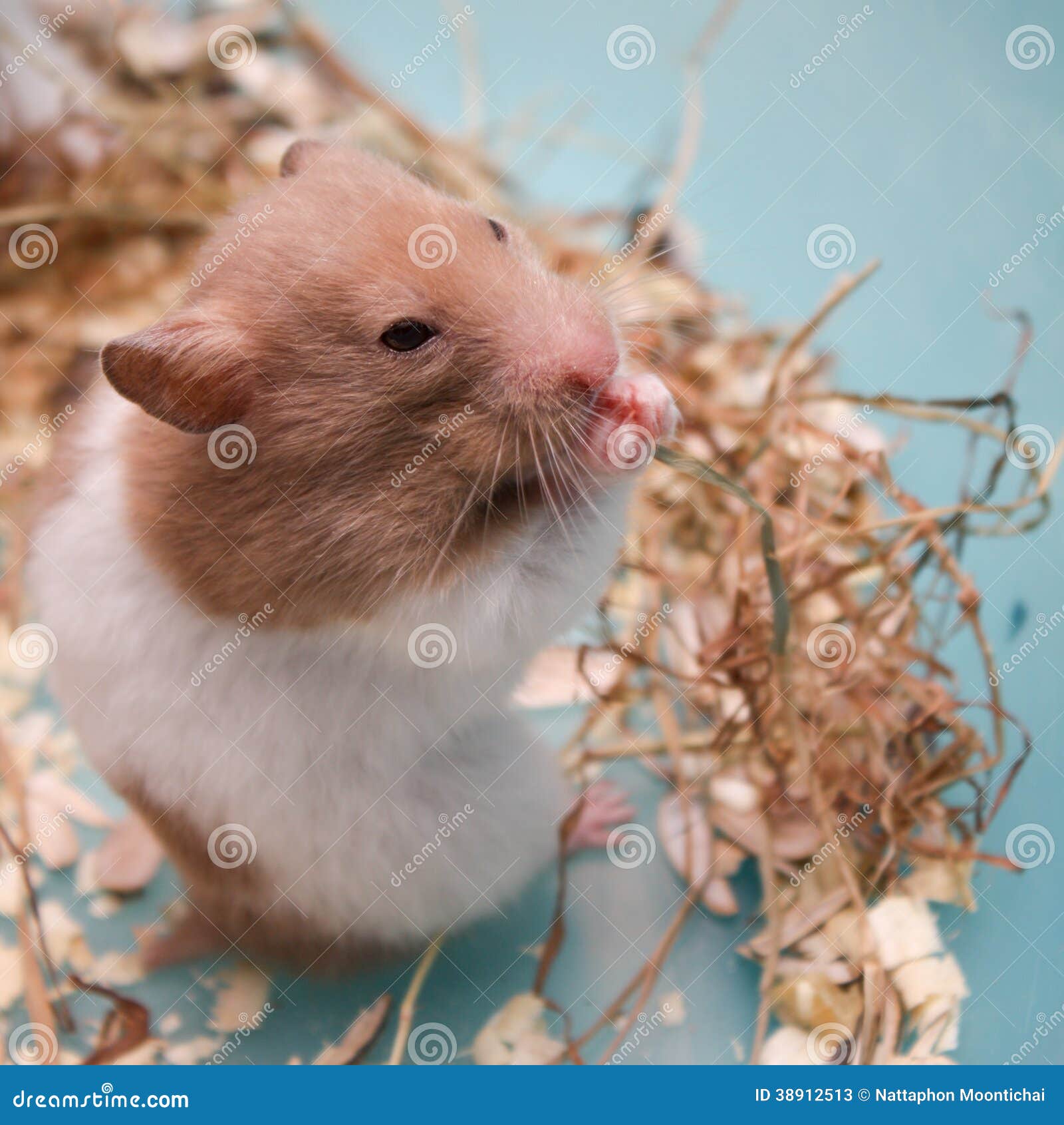Hamster eating stock image. Image of crawl, domestic 38912513