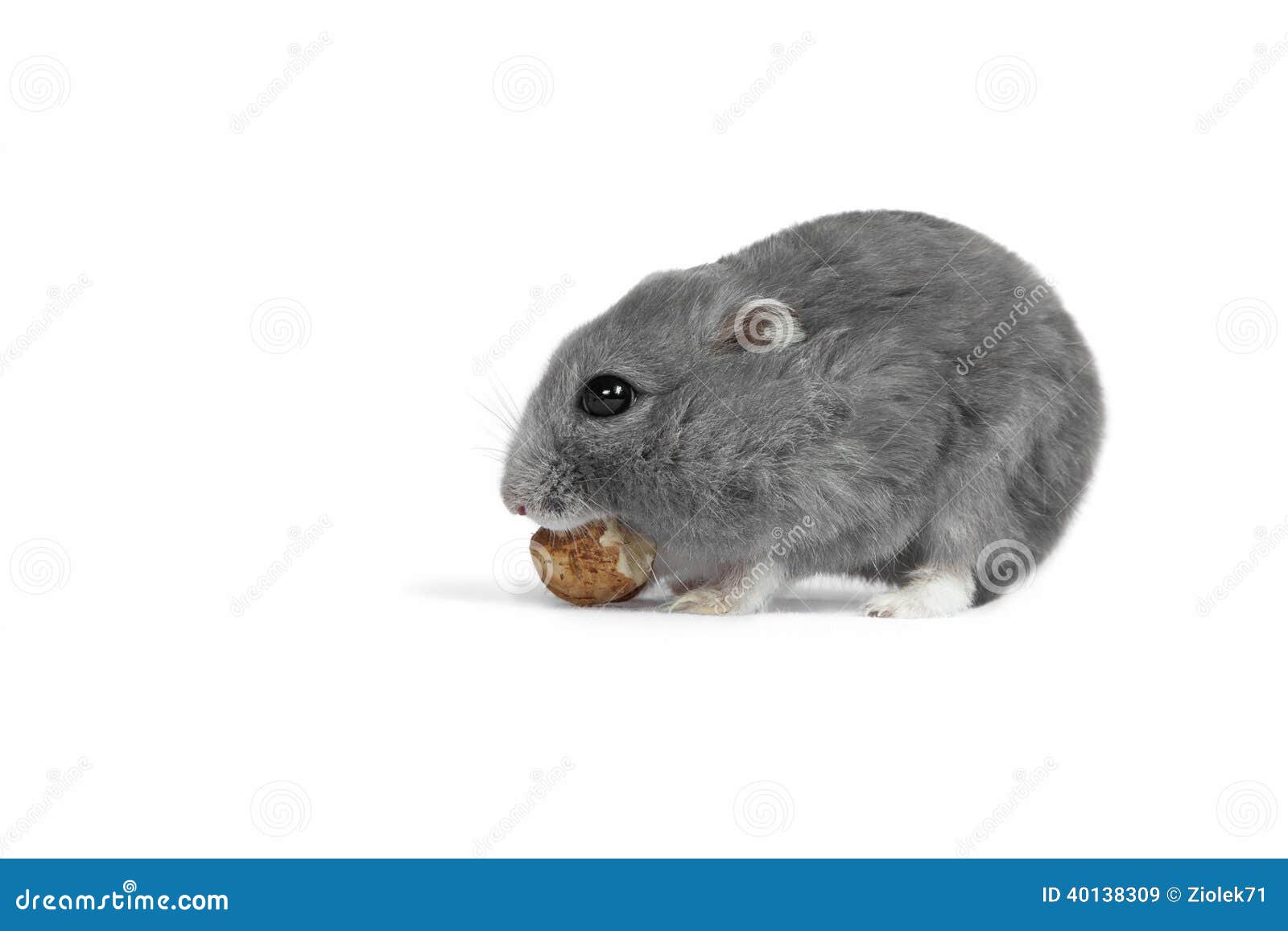 Hamster eating the nut stock image. Image of animal, mammal 40138309