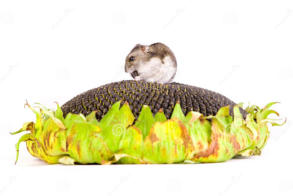 Hamster Eating Seeds on the Sunflower Stock Photo Image of hamster