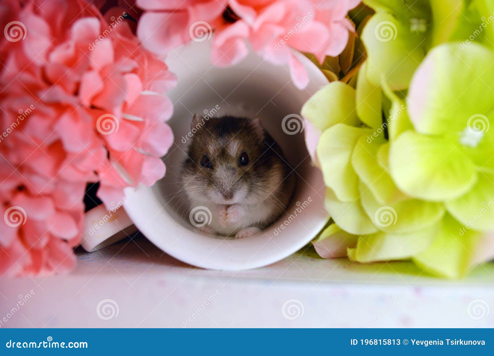 Hamster entre flores imagen de archivo. Imagen de hermoso - 196815813 Hamster entre flores imagen de archivo. Imagen de hermoso - 196815813
