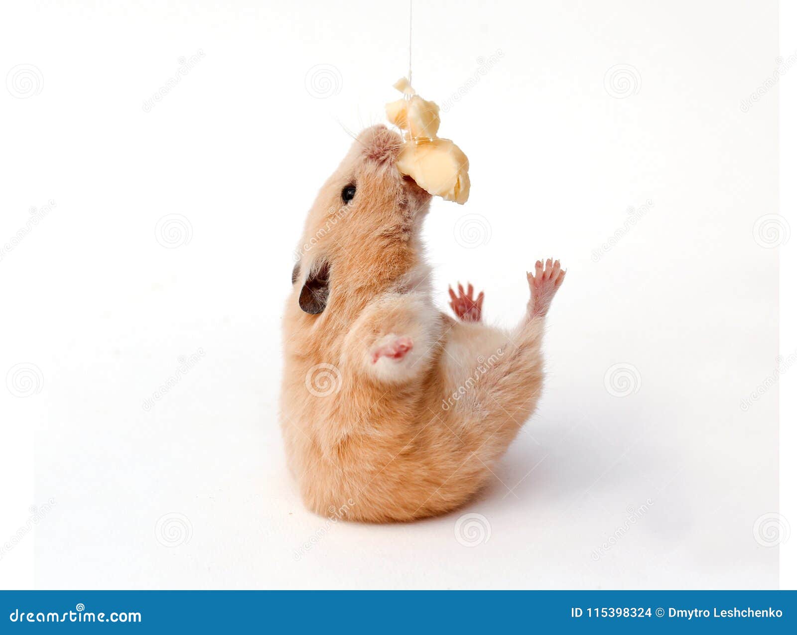 Hamster Funny Animal, Hamster Eating Cheese Stock Photo - Image of hamster,  little: 115398324