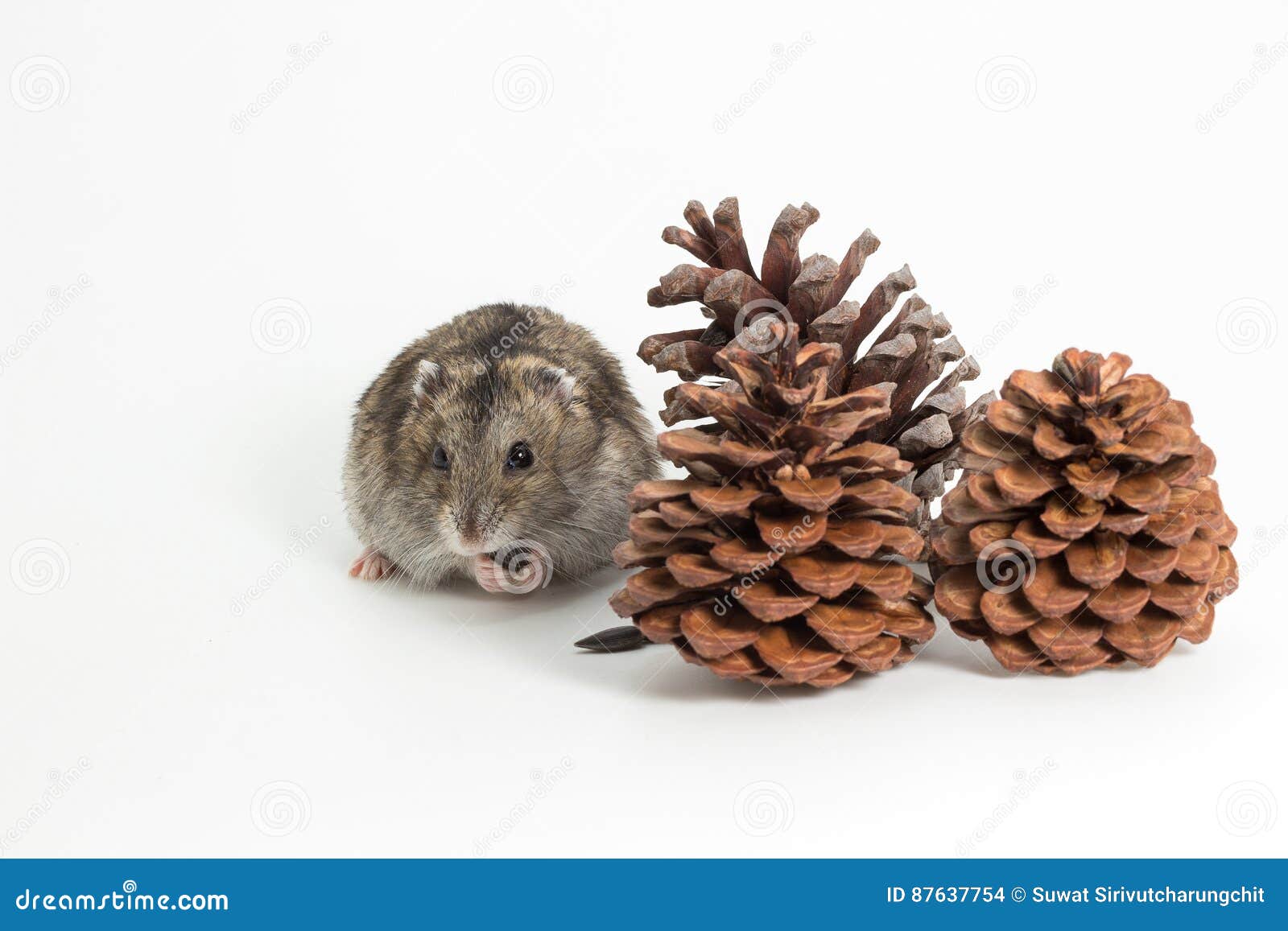 The Hamster with Group of Pine Cone Stock Photo Image of cone, winter 87637754