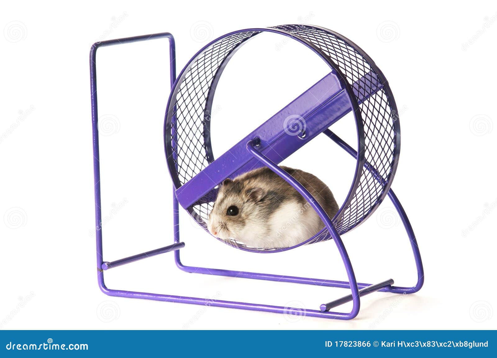 Hamster in a hamster wheel stock photo. Image of mouse 17823866