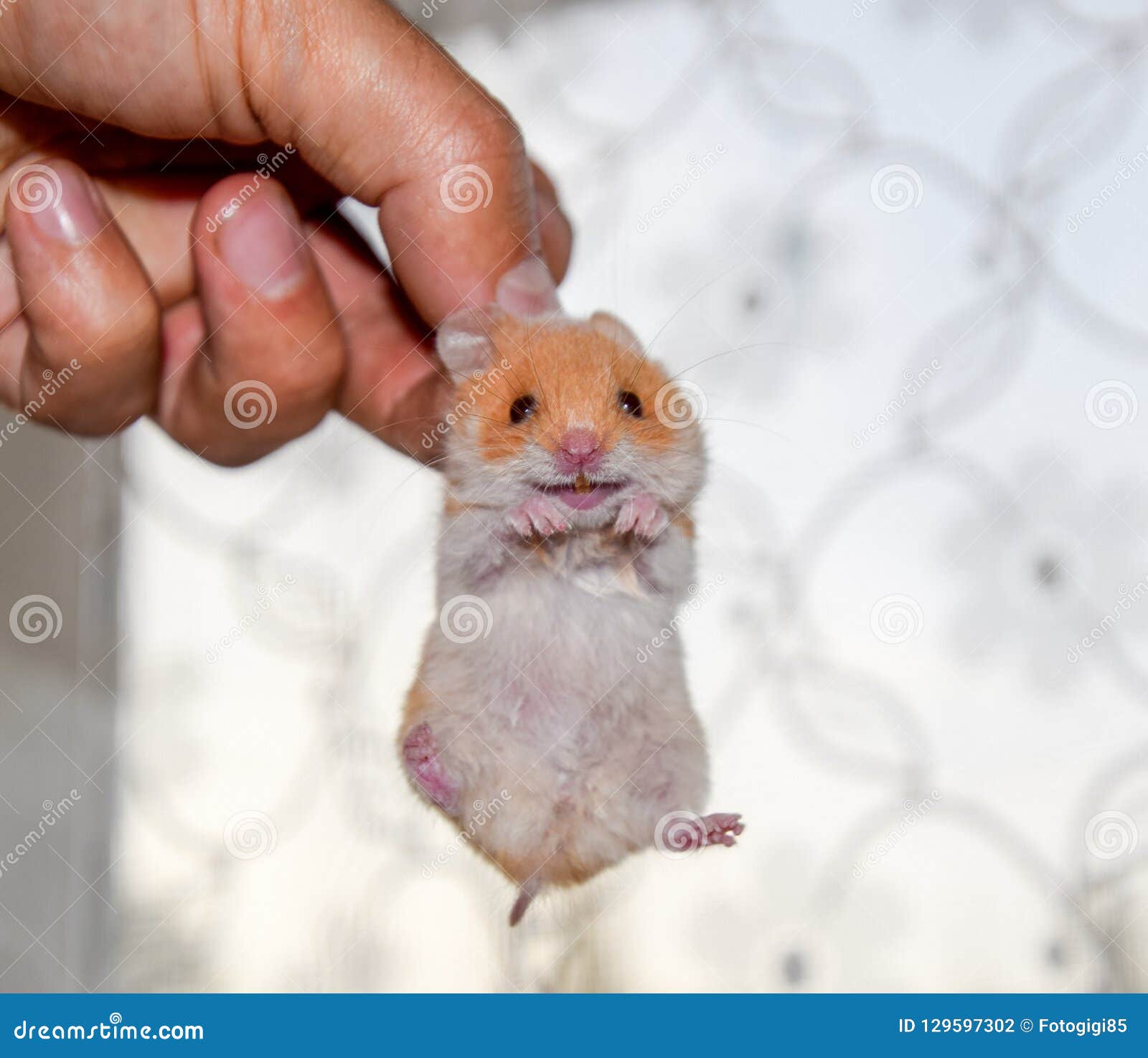 hamster-hand-hold-scruff-held-fingers-12