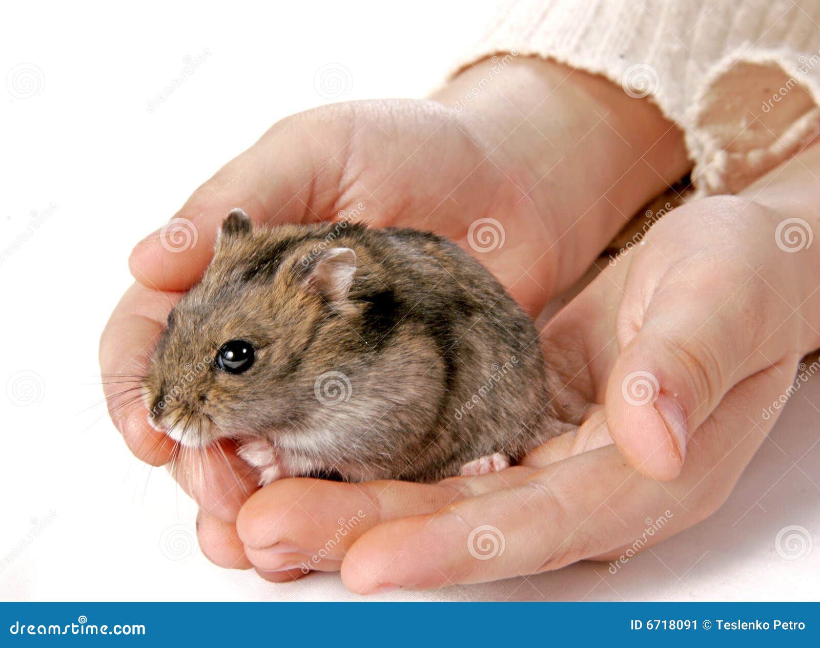 Hamster in hands stock image. Image of child, human, mice - 6718091