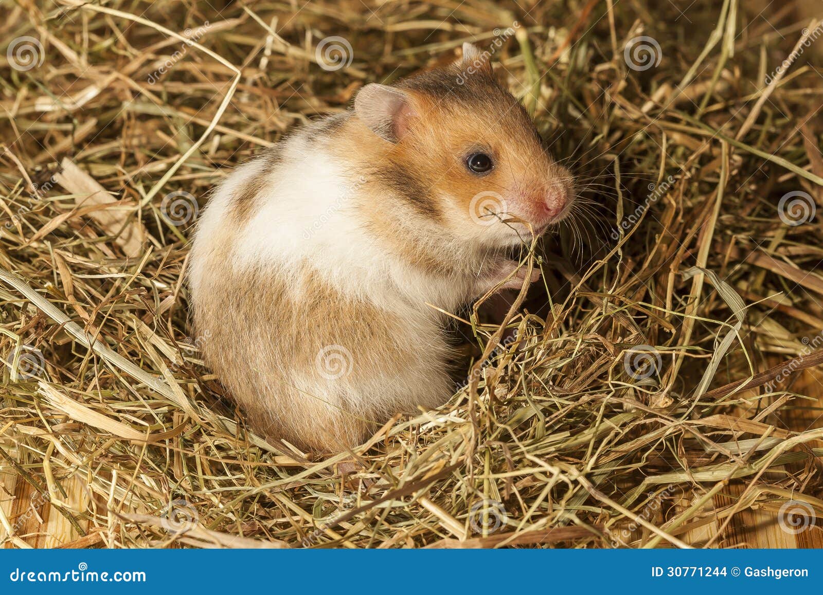 reputatie Stijgen Eigenlijk Hamster in het hooi. stock foto. Image of bont, knaagdier - 30771244