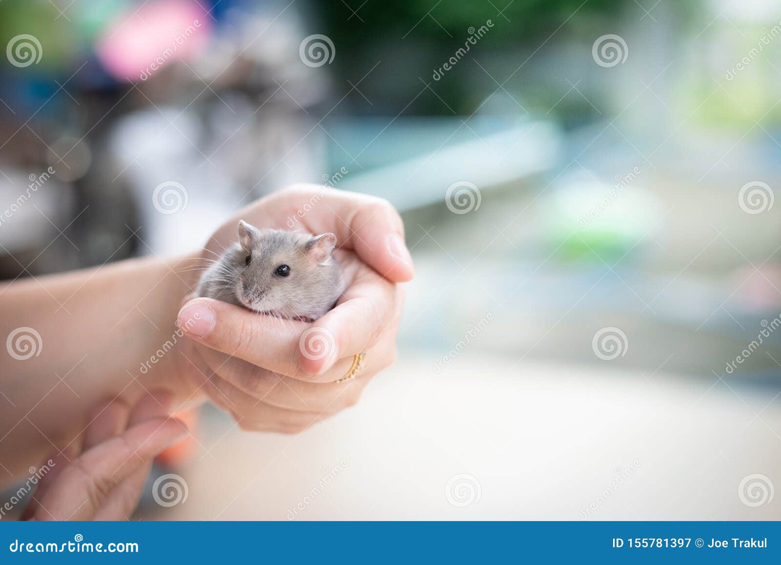 holding a hamster in closed hands holding a hamster in closed hands