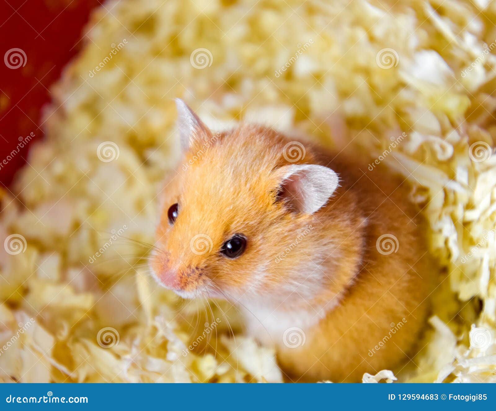 red hamster bedding