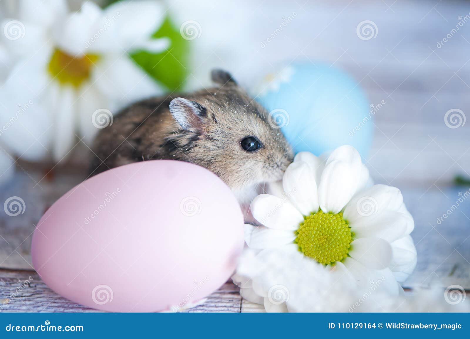 Hamster, Junggar in the Flowers of Chamomiles and with Easter Eg Stock