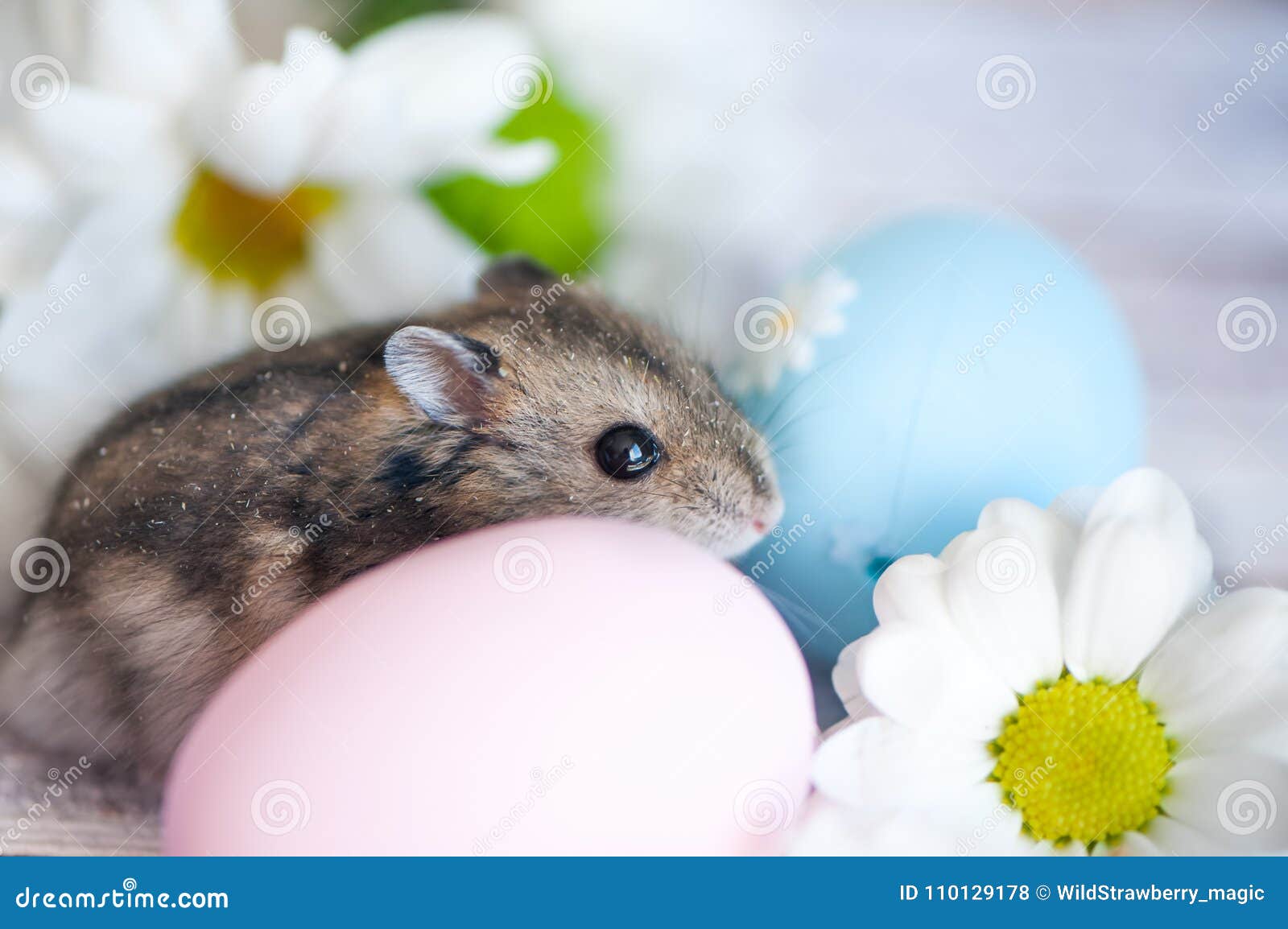 Hamster, Junggar in the Flowers of Chamomiles and with Easter Eg Stock