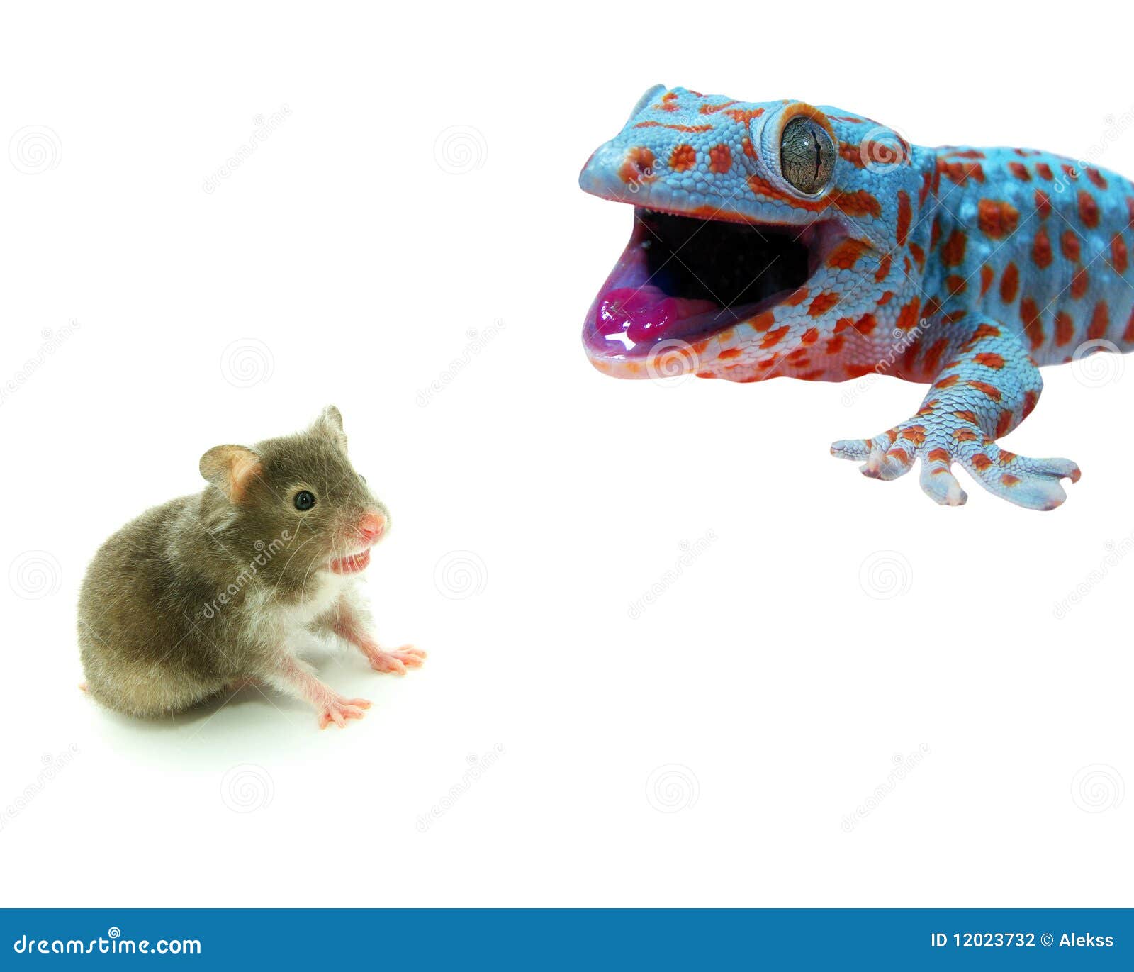 Hamster and lizard stock photo. Image of closeup, house 12023732