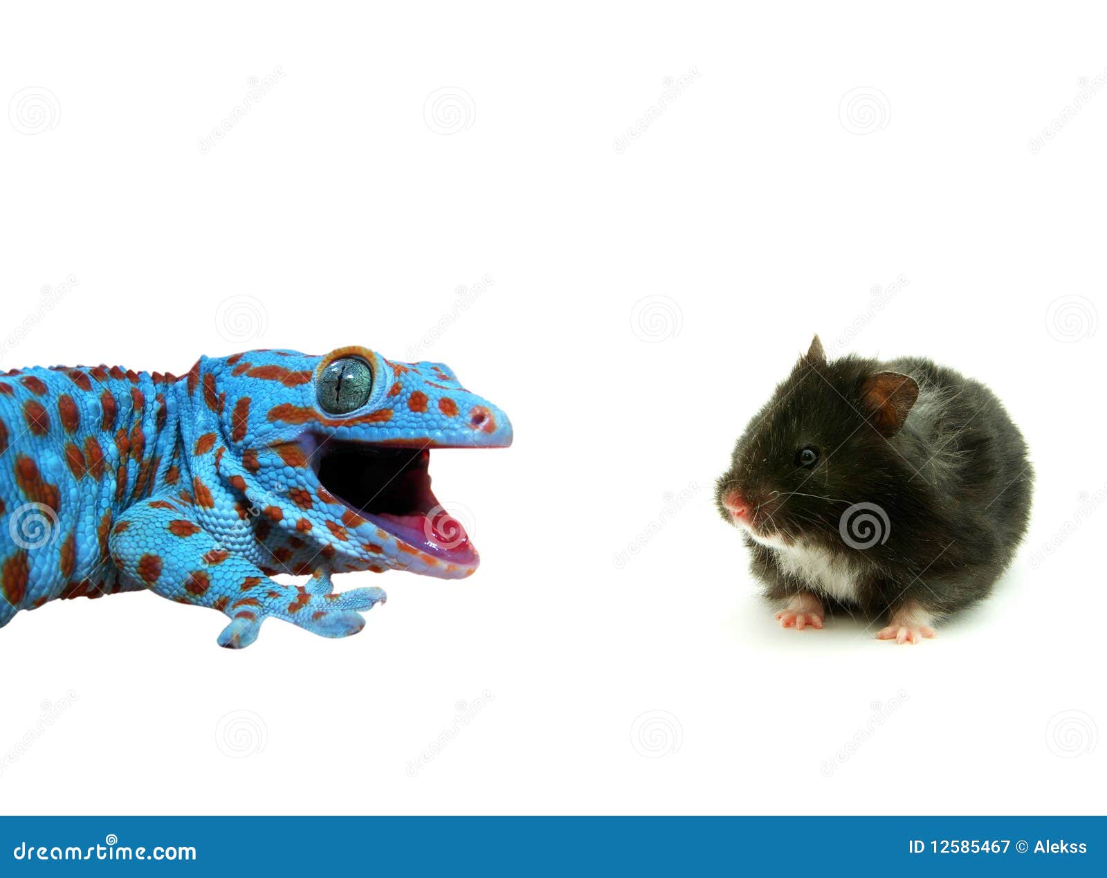 Hamster and lizard stock image. Image of reptilian, closeup 12585467