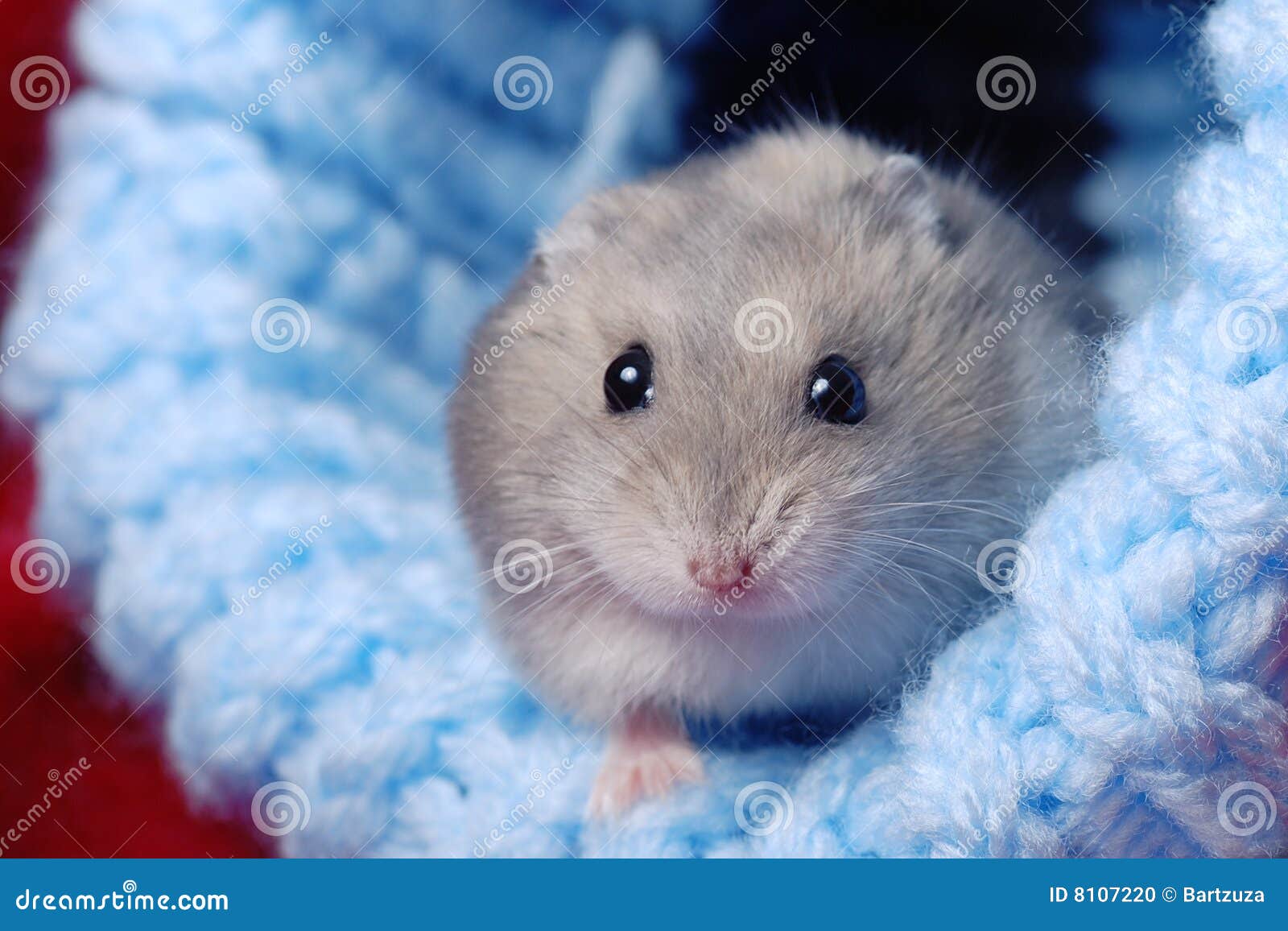 Jouet Pour Hamster 3 Pcs Accessoires Pour Hamster En Bois Maison Balançoire Bascule, Jouet Pour Hamster Nain En Bois Naturel DIY Jouet Pour Hamster Doré Gerbille Cochon D'Inde Chinchilla Rat Rongeur