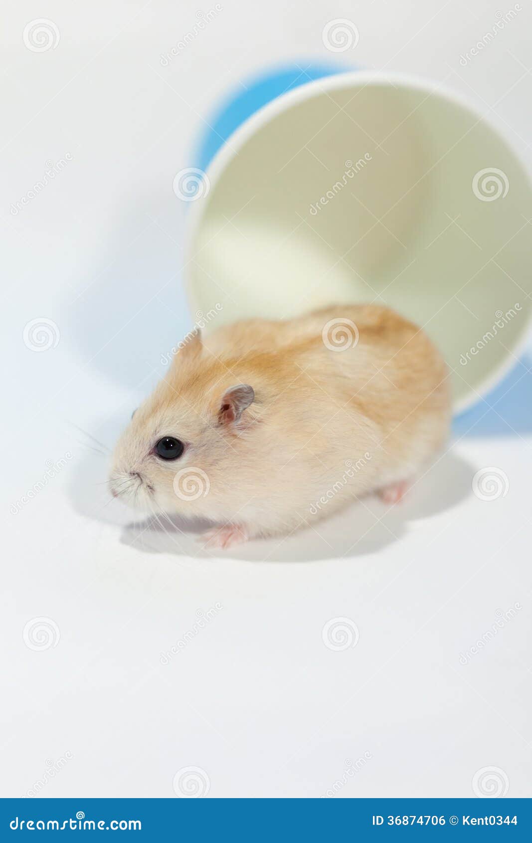 yellow pudding hamster