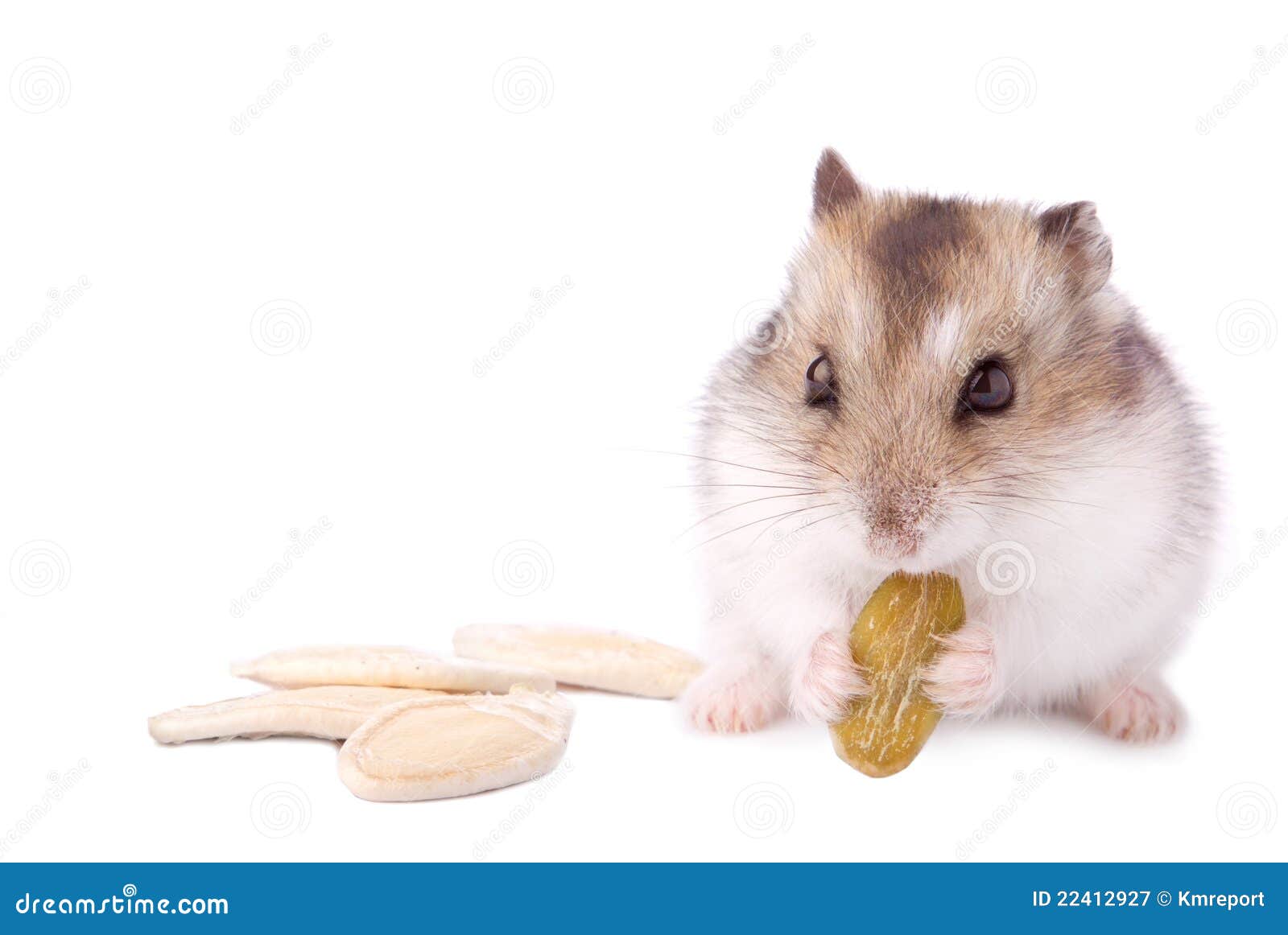 Hamster with pumpkin seed stock image. Image of close 22412927