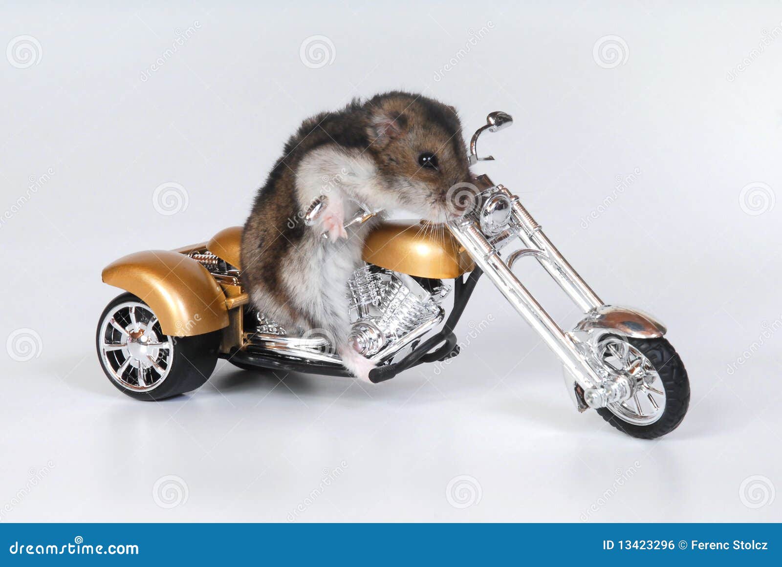 Hamster Riding Bike Stock Photo Image Of Stylish Miniature Hamster Riding Bike Stock Photo Image Of Stylish Miniature