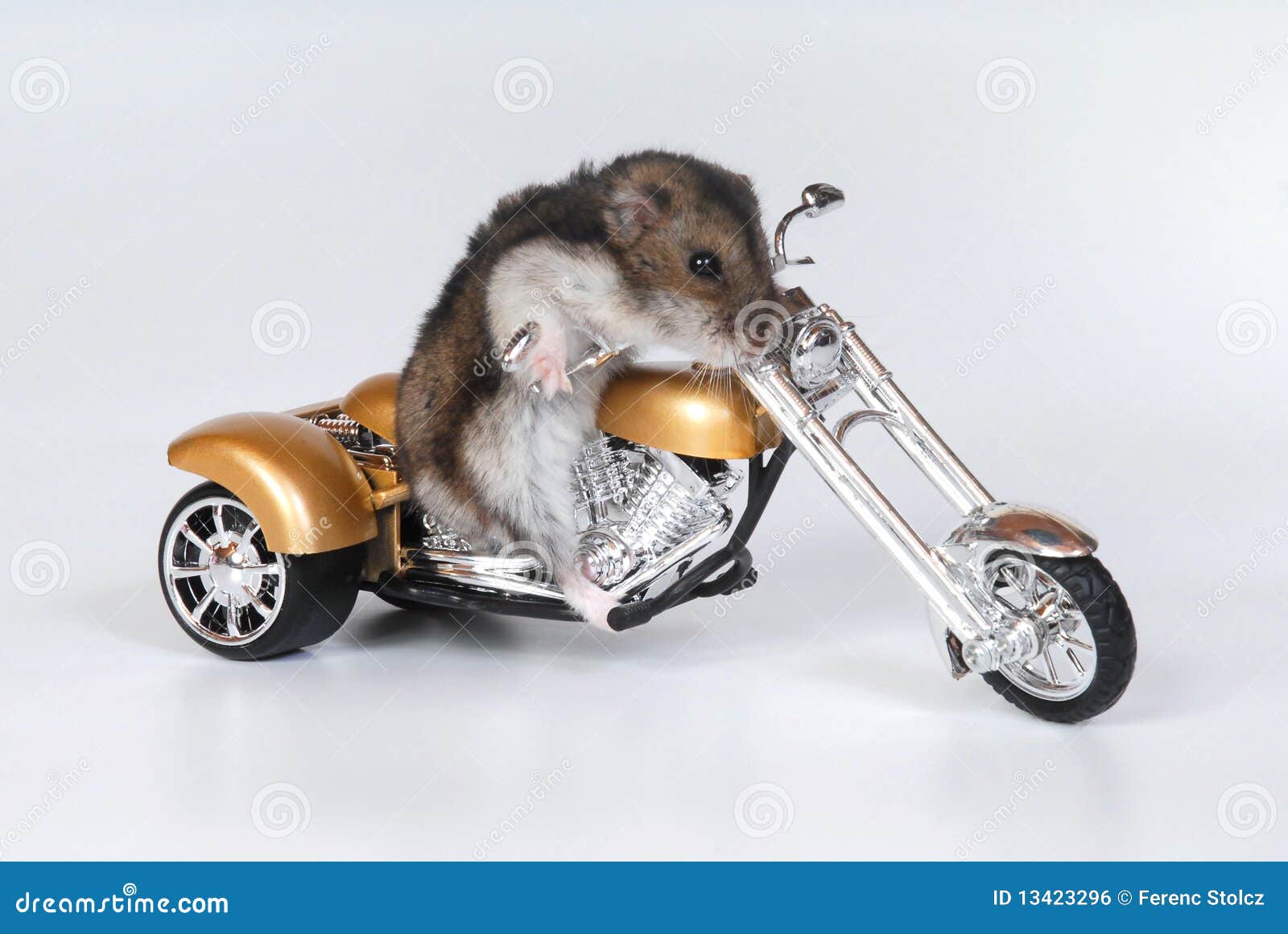 Hamster Riding Bike Stock Photo Image Of Stylish Miniature